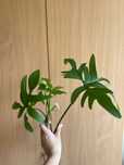 Filodendron pedatum sadzonka