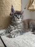 Briana kociak rasy Maine Coon