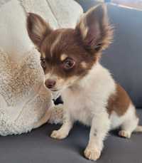 Chihuahua dziewczynka Gabi