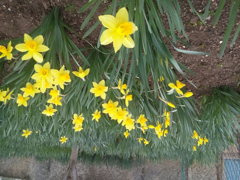 Продаю луковицы нарциссов