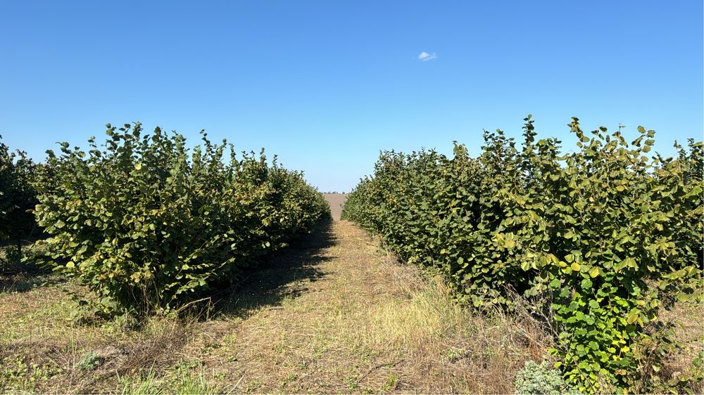 Горіх фундук ліщина. Урожай 2025. Сорт: Барселонський, Каталонський,