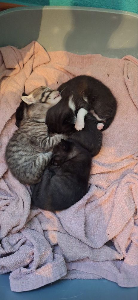 gatinhos bebes adoção