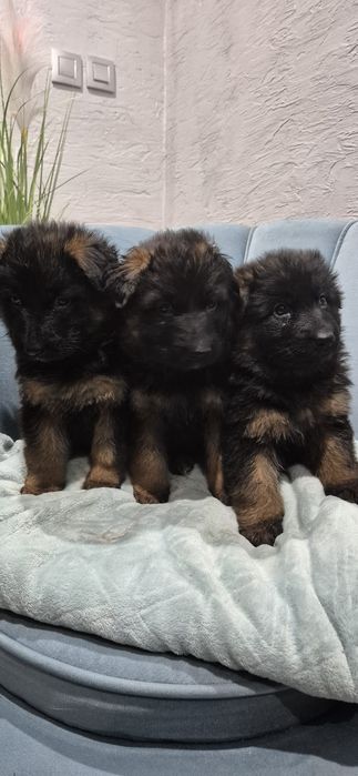 Owczarek niemiecki długowłosy szczeniak  rodowód