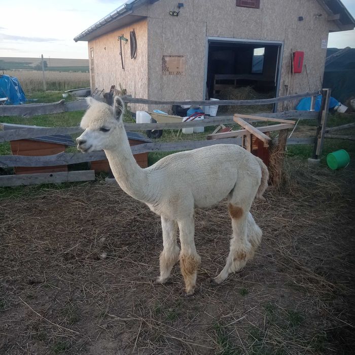 Alpaka samiec Huacaya