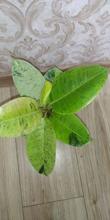 Фікус Тінеке,Бейліз,Абіджан,Шріверіана