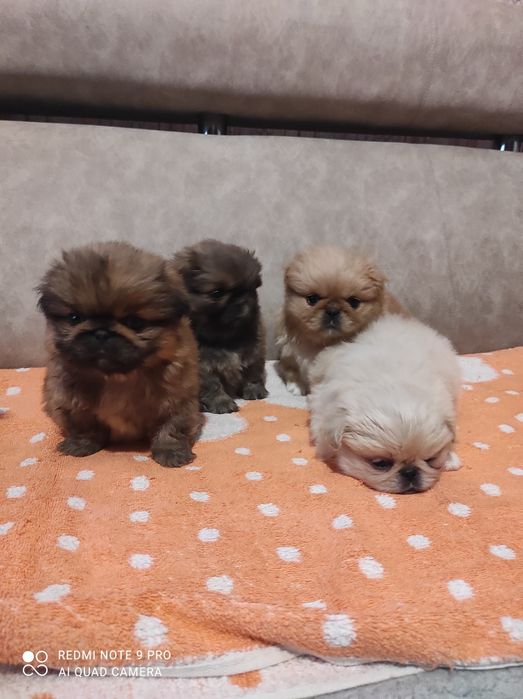 Продам маленьких пекінесиків чистокровні