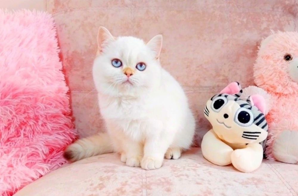 Красунечка шотландська дівчинка Скотіш Страйт