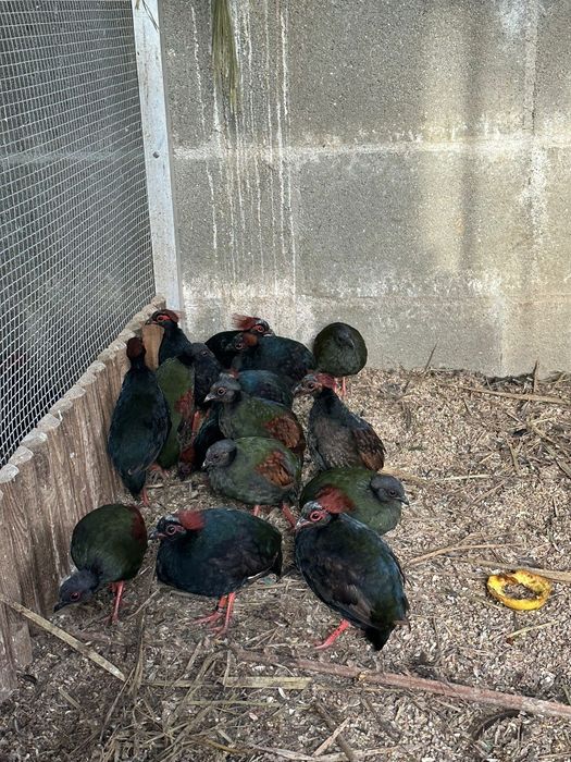 Casais de perdizes roul roul