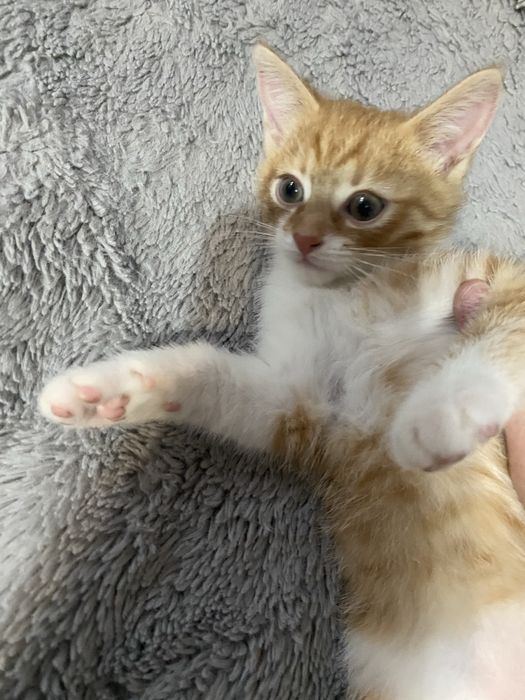 Rudo biały kotek do oddania