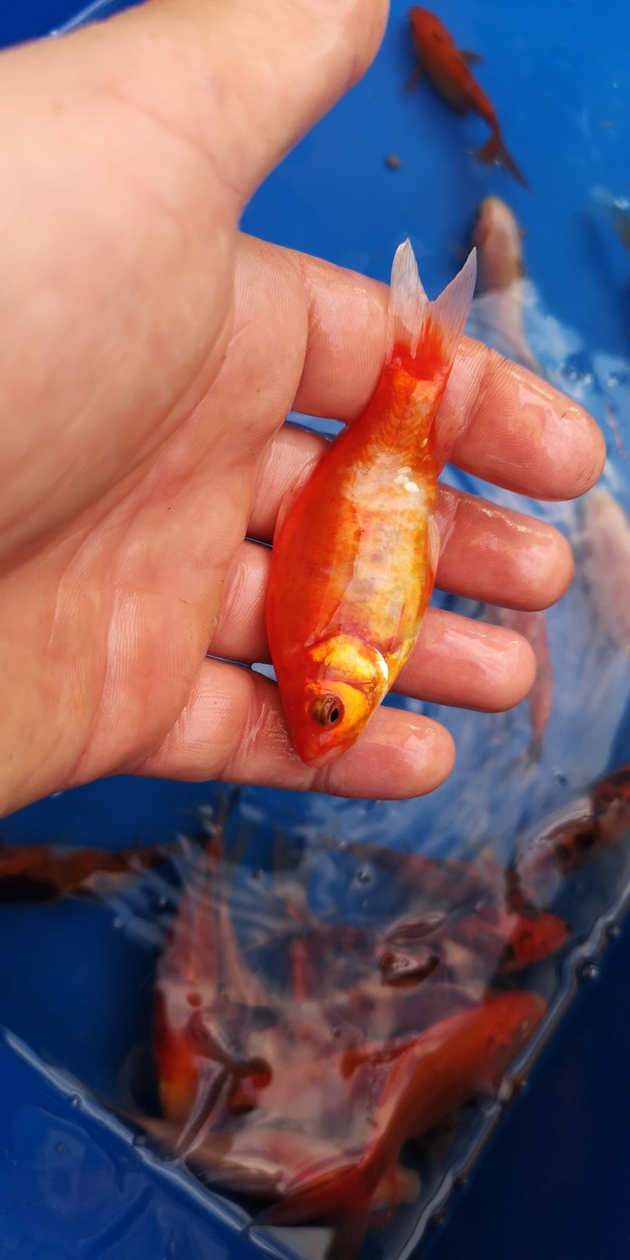 Karaś shubunkin kolorowy narybek 10cm