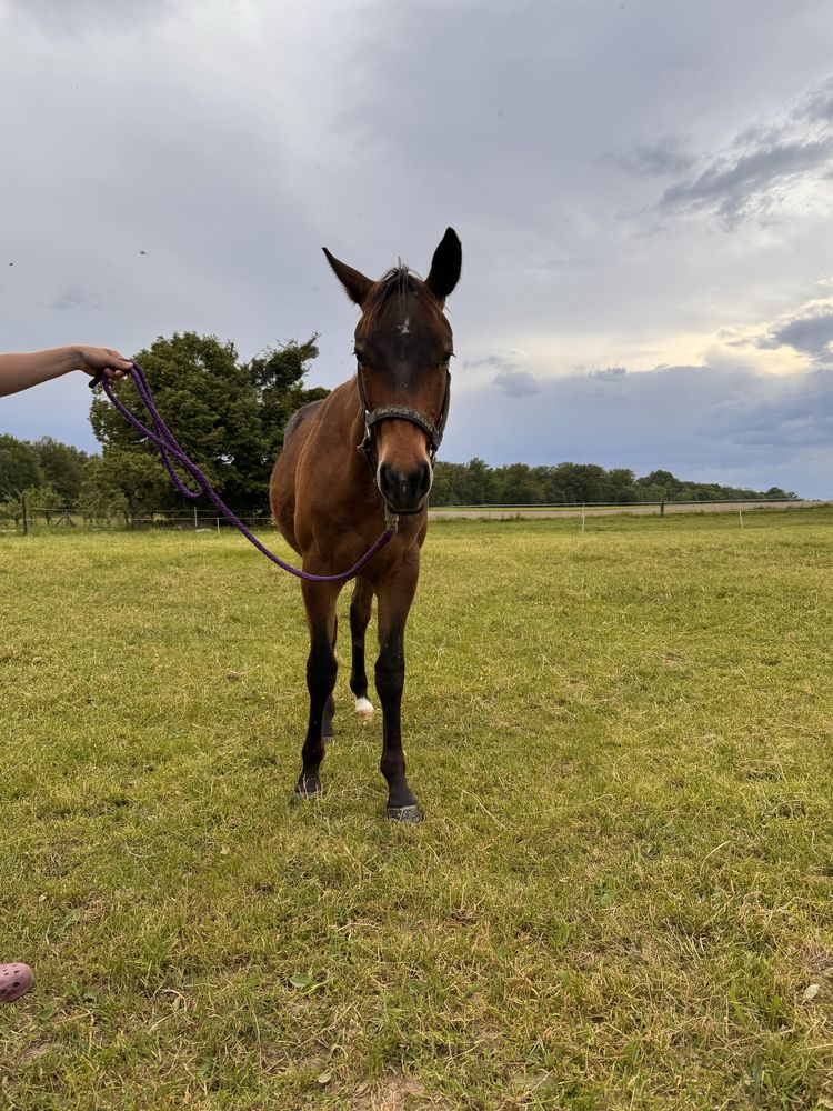 Wałach Quarter Horse