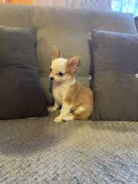 Chihuahua suczka dziewczynka ruda z białymi znaczeniami