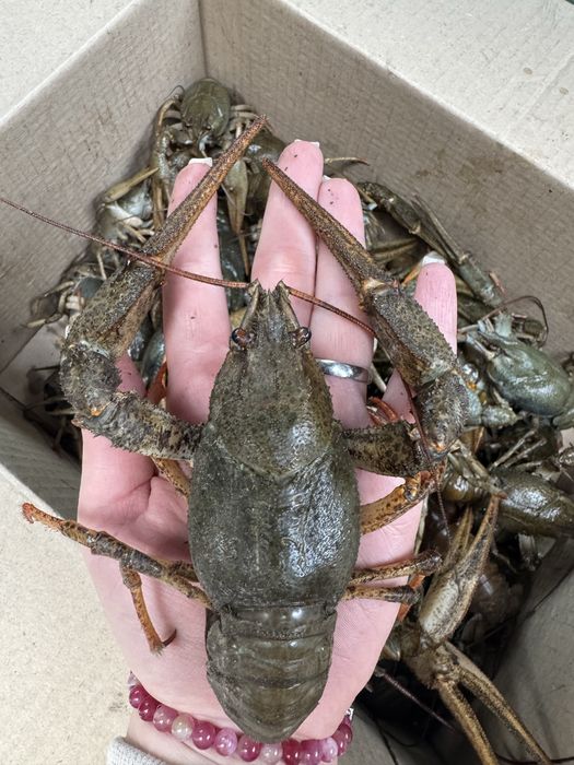 Продам живі річні раки