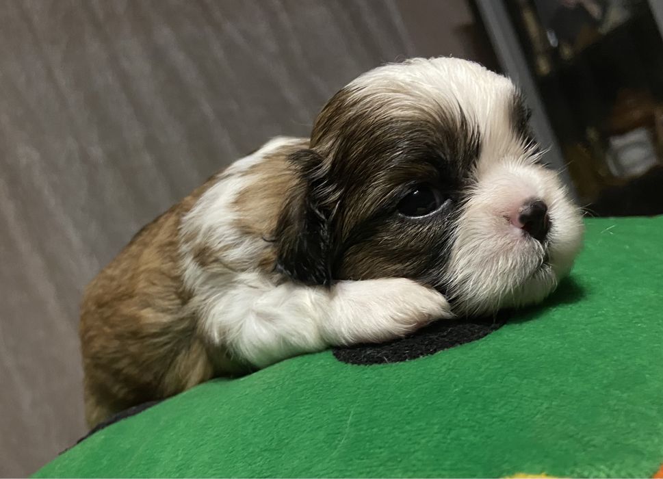 Чудові малята ши тцу, ККУ