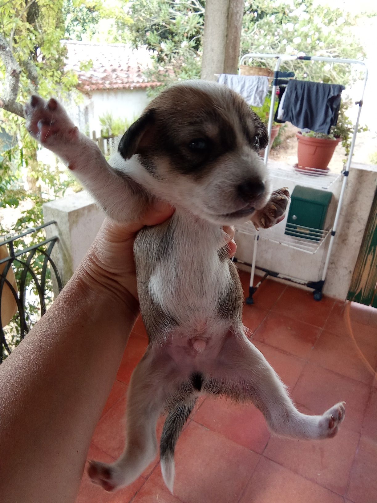 Para adoção responsável