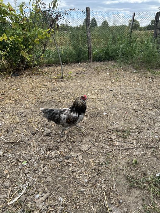 Півні молоді амераукана