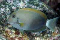 Acanthurus nigricauda S/M