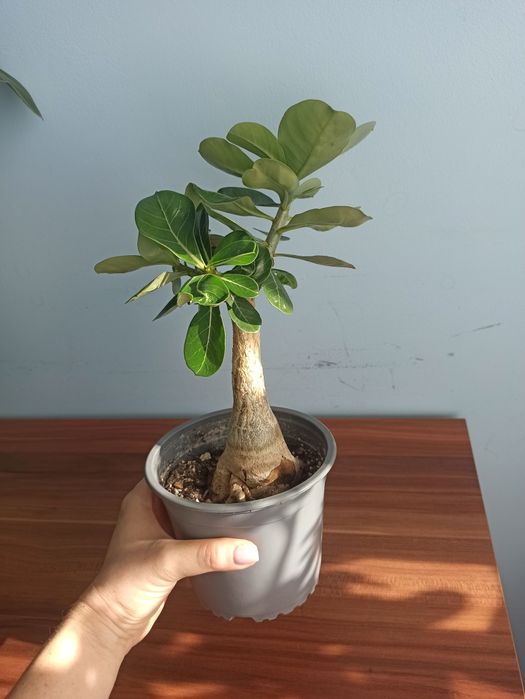 Adenium, roslina domowa.