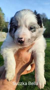 Border collie szczenięta