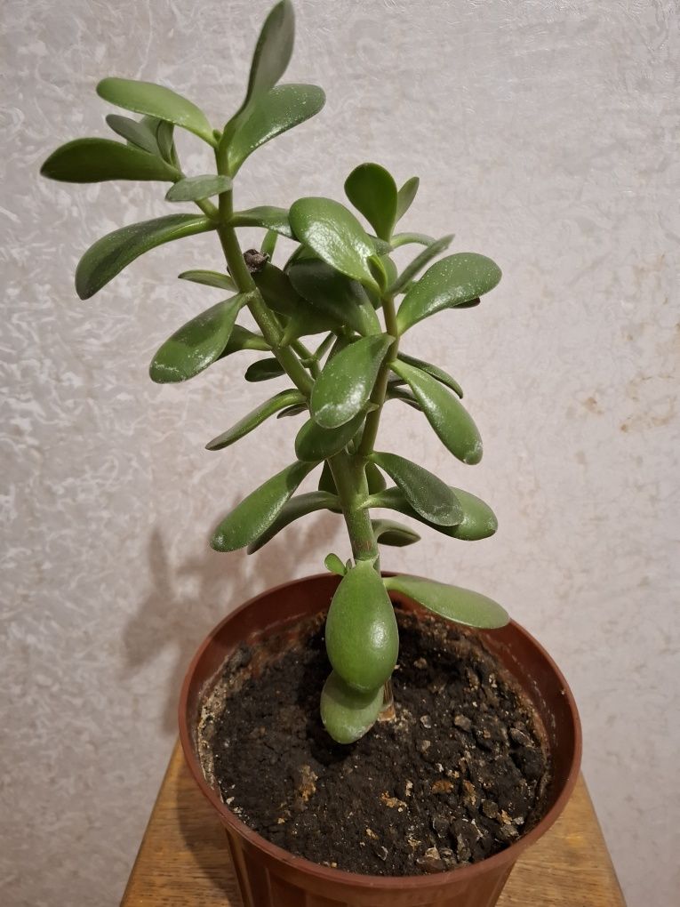 Продам Денежное дерево.