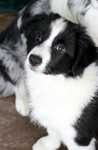Border Collie dziewczynka