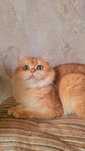 Золотая шиншилла ny12 котик
