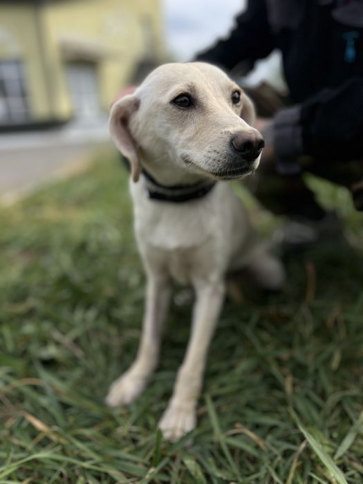 Собака для семьи Кока стерилизована девочка