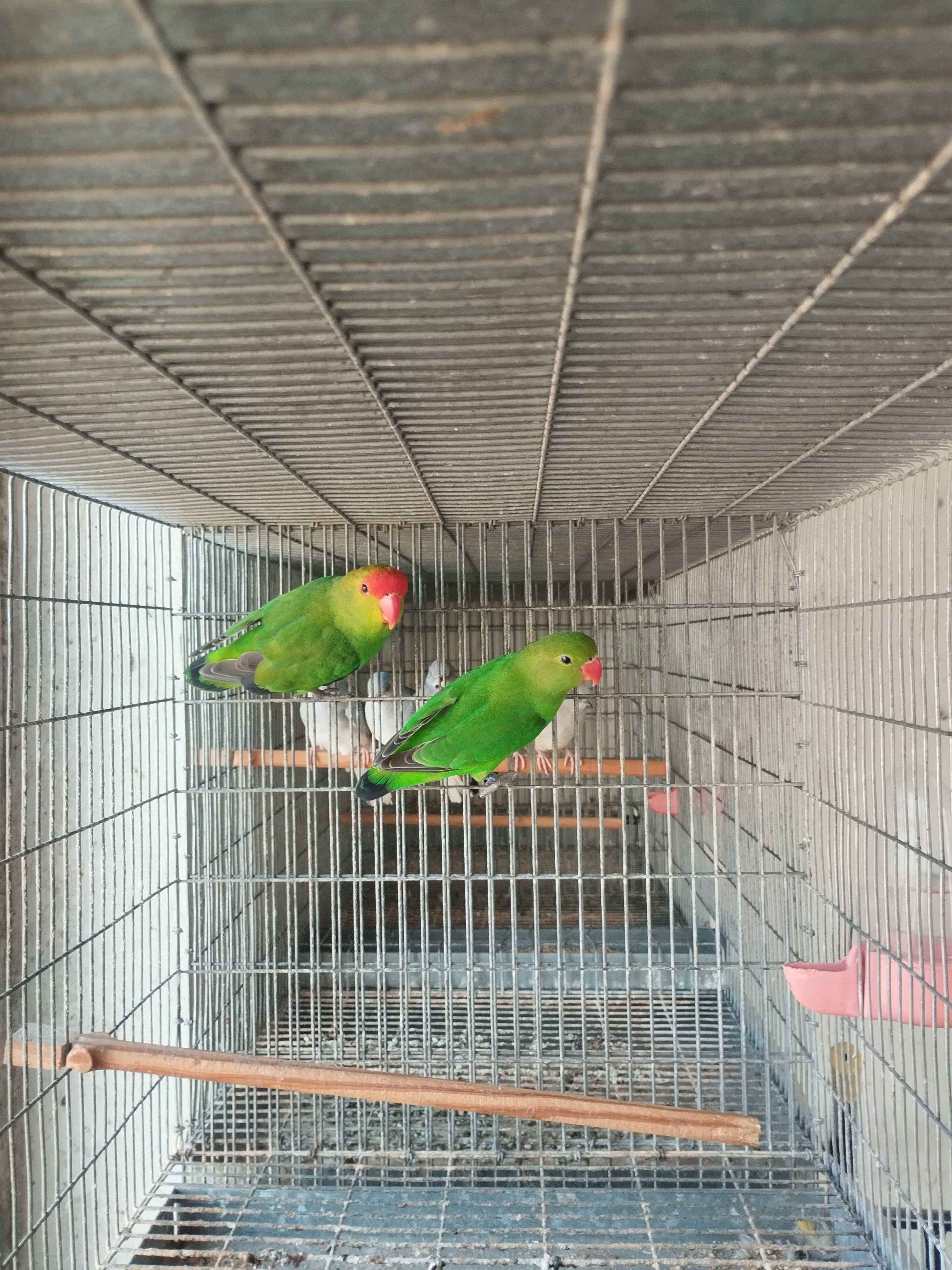 Agapornis tarantas reprodutores