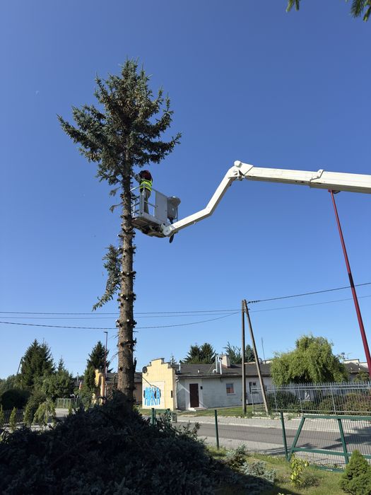 Wycinka i Przycinanie Drzew / Tui z podnośnika koszowego - Pruszcz Gd.