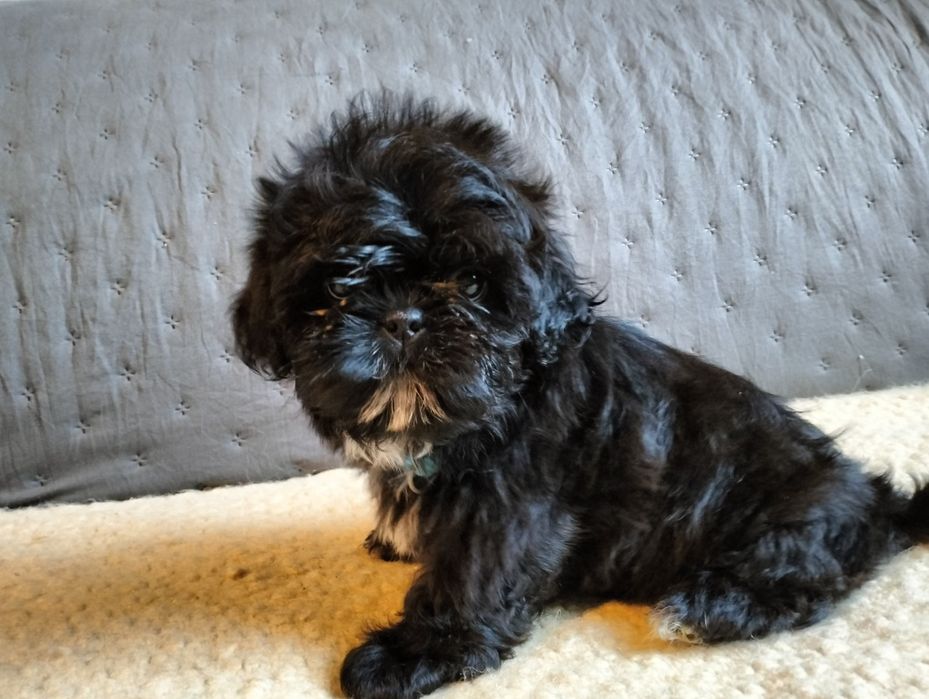 Piękna suczka shih-tzu malutka czarna zrodowodem