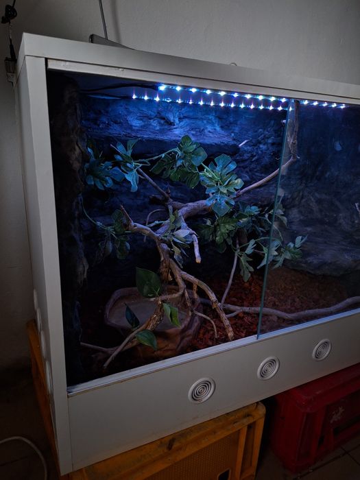 Terrarium wąż jaszczurka gekon