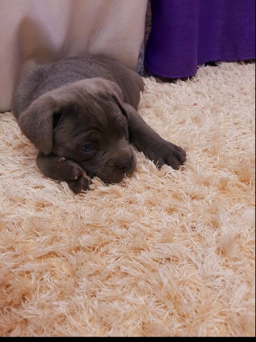 Цуцики кане, голубої окраси