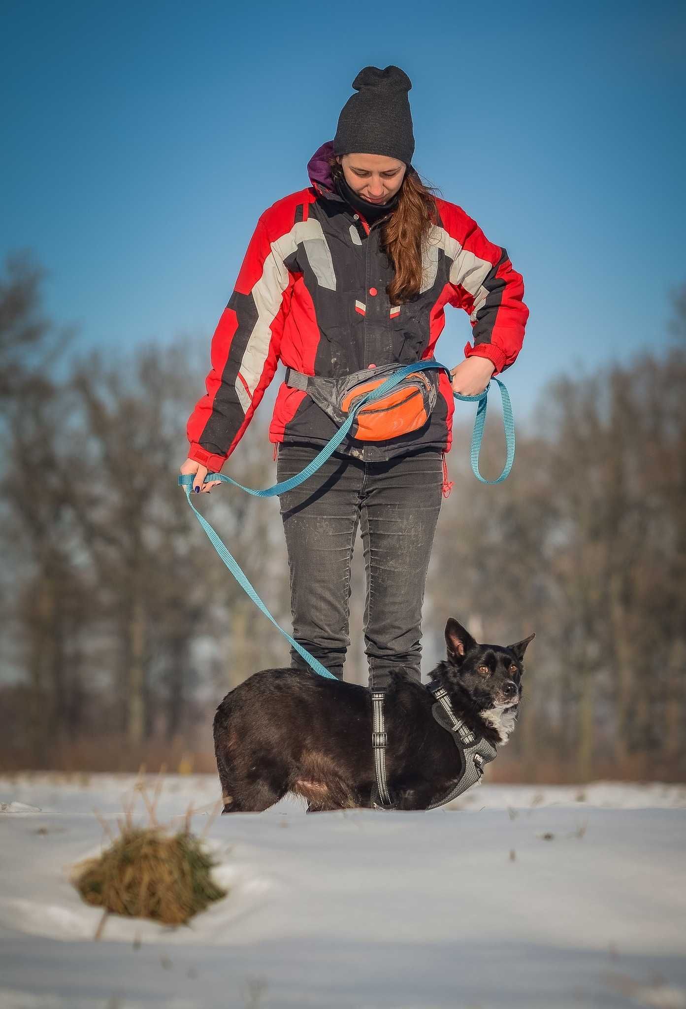 Piękny pies Krepelek szuka domu! adopcja psa