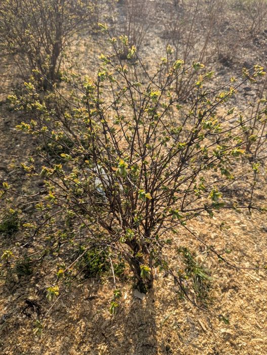 Jagoda Kamczacka sadzonki