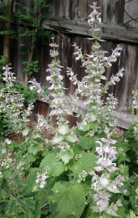 Насіння лікарських квітів