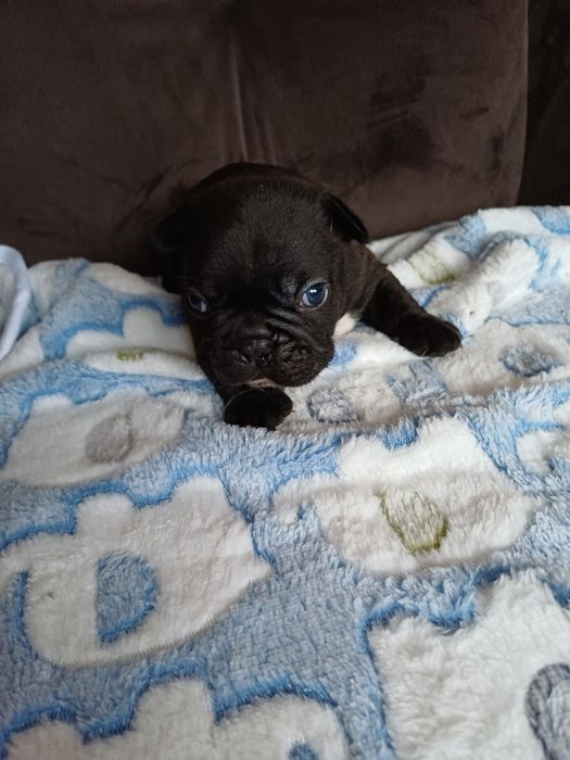 Buldog Francuski piesek