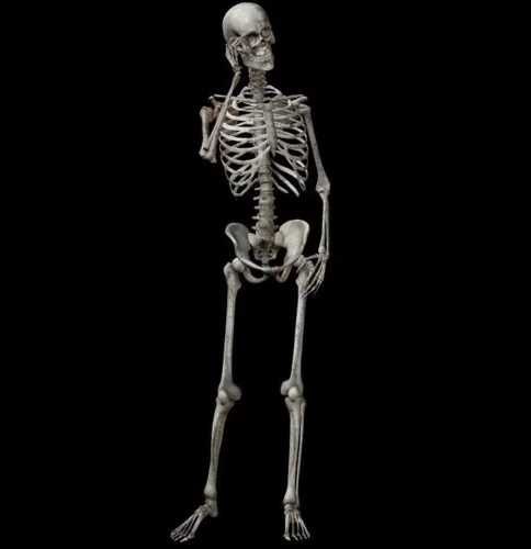 90 см! Анатомический скелет человека. Кости. Череп. Декор. Подарок