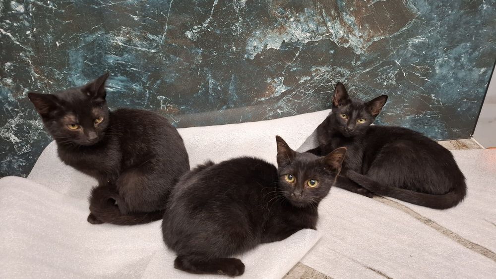 Oddam w dobre ręce trzy urocze kotki