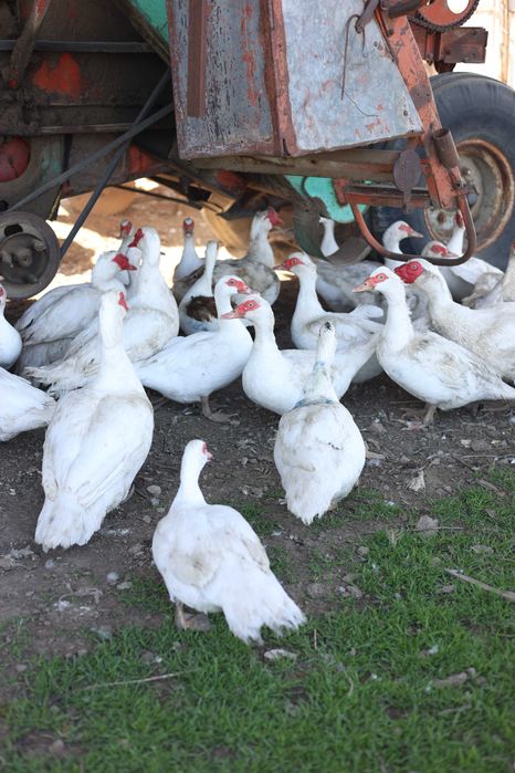 Инкубационное яйцо мускусной утки тяжелой немецкой линии