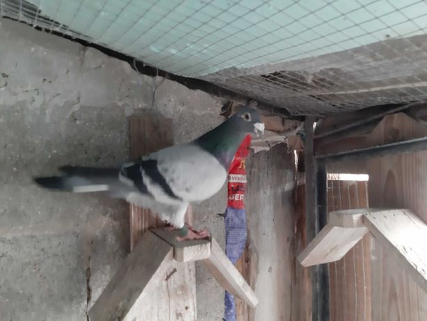 pombos correios reprodutores