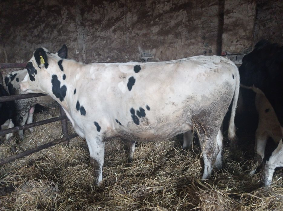 Jałówki cielne   styczeń/luty