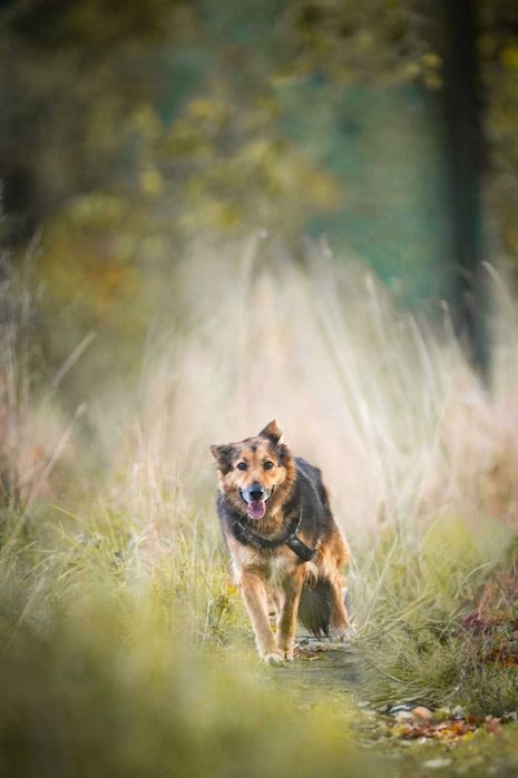 Hela - prześliczna suczka w typie owczarka ADOPCJA