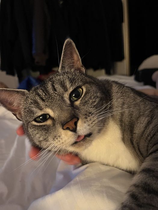 oddam dwa koty do kochajacego domu