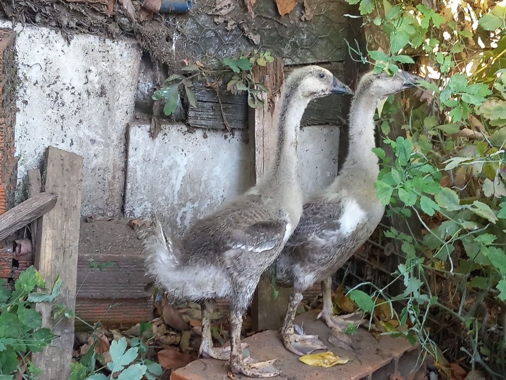 Casal de gansos da guiné