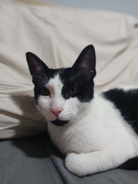 Gatinho macho 8 meses, esterilizado e com chip – Adoção responsável