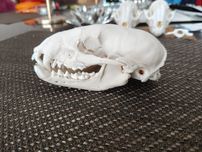 Czaszka Borsuka Taxidermy