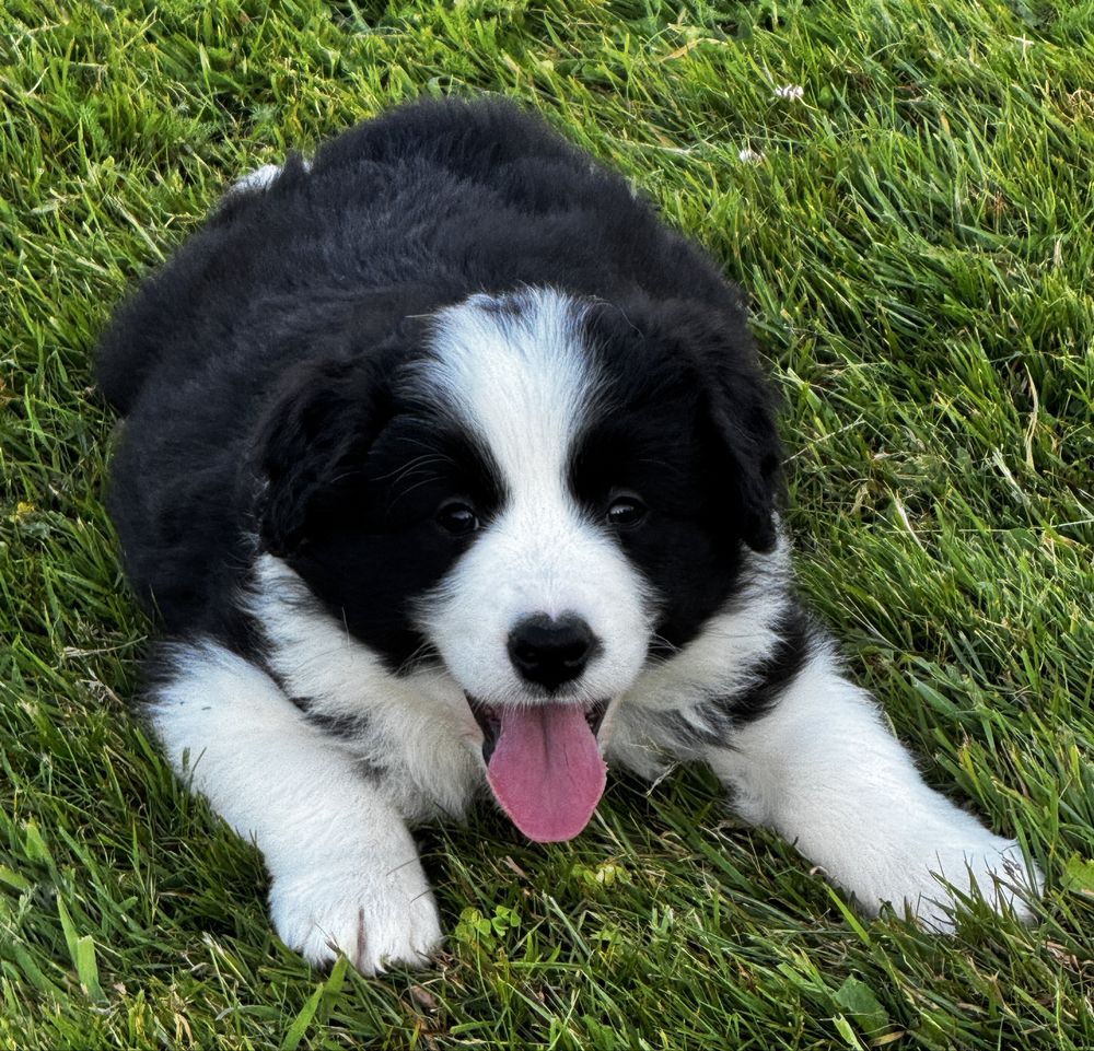 Border Collie  piesek FCI