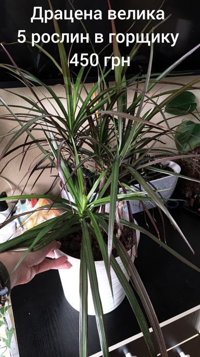 Продаю свої рослини