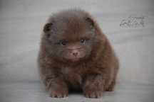 Szpic miniaturowy pomeranian czekoladowa dziewczynka
