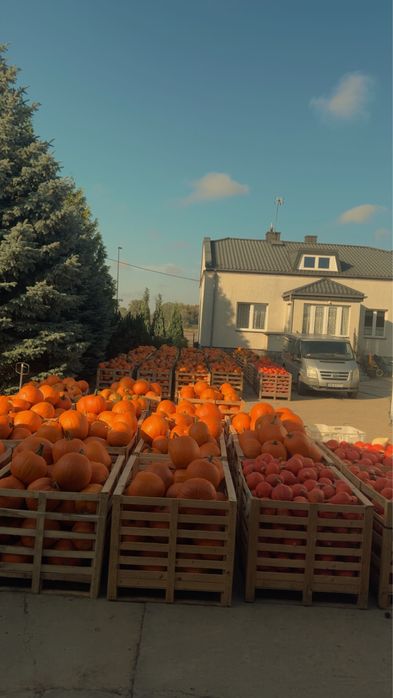 Dynie HALLOWEEN Warszawa Wilanów